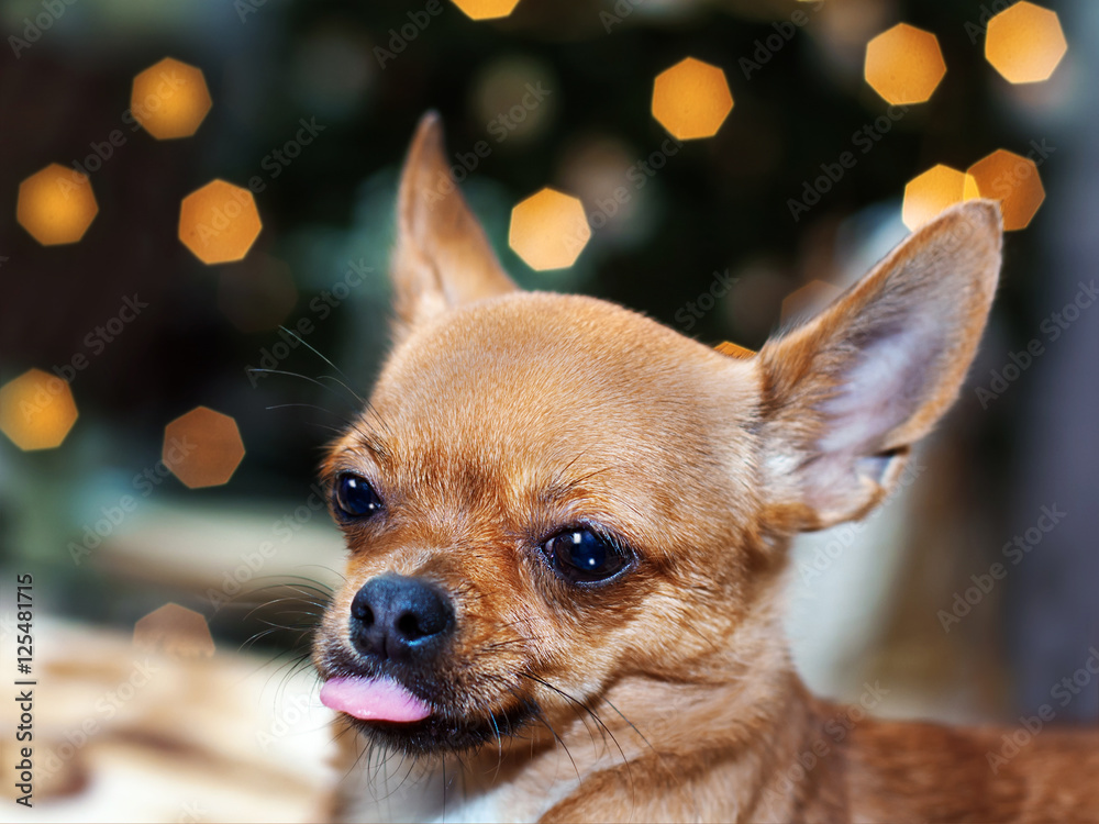 Red chihuahua dog on bokeh background. Closeup. Red chihuahua dog on bokeh background. Closeup.