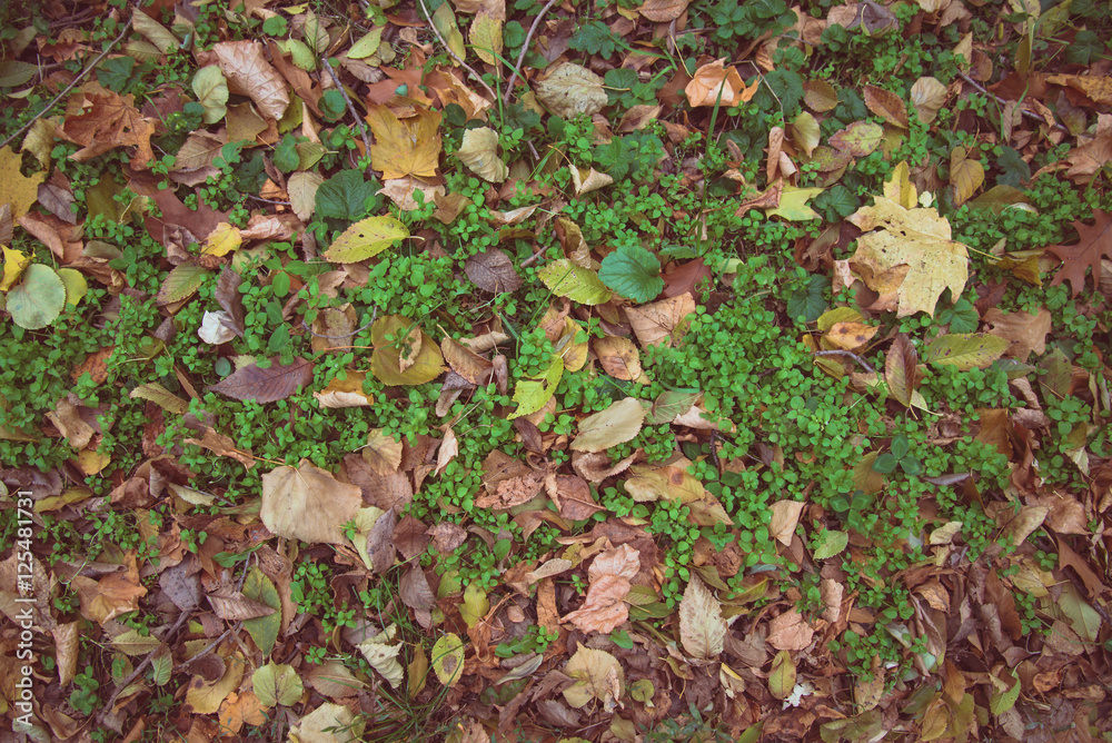 yellow autumn leaves yellow autumn leaves