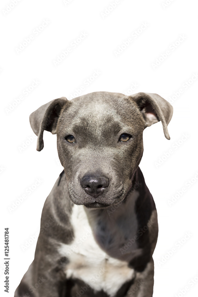 cute pit bull terrier puppy sitting on a white background.dog eyes.