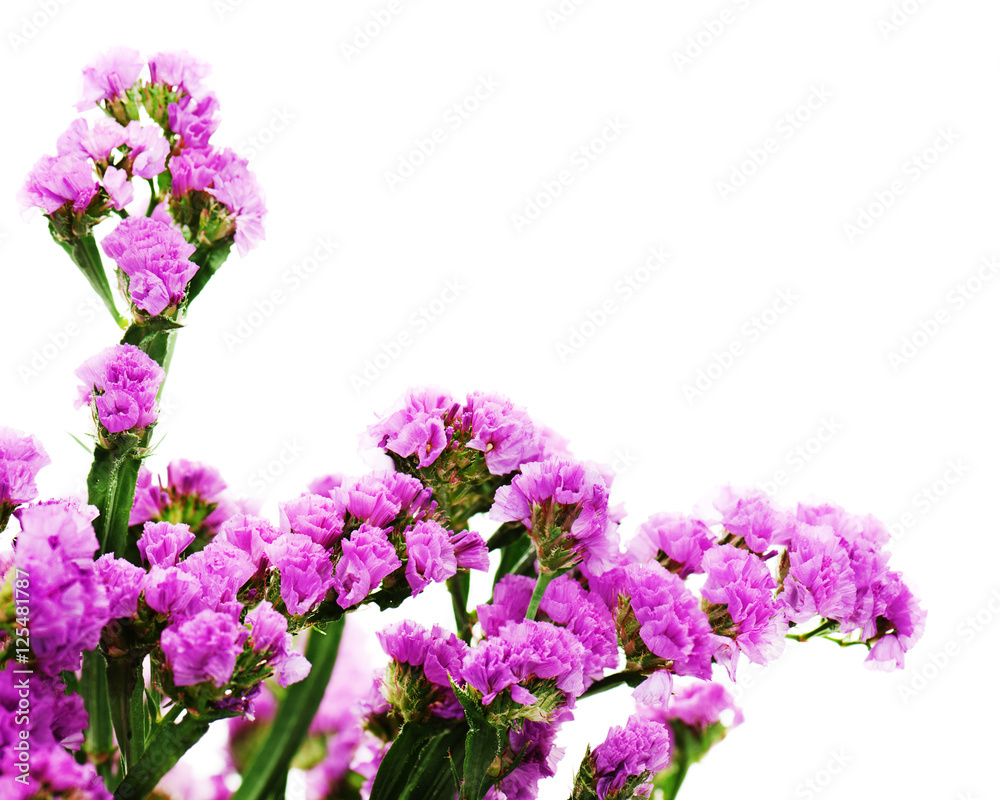 Bouquet from purple statice flowers arrangement isolated on white background. Selective focus.