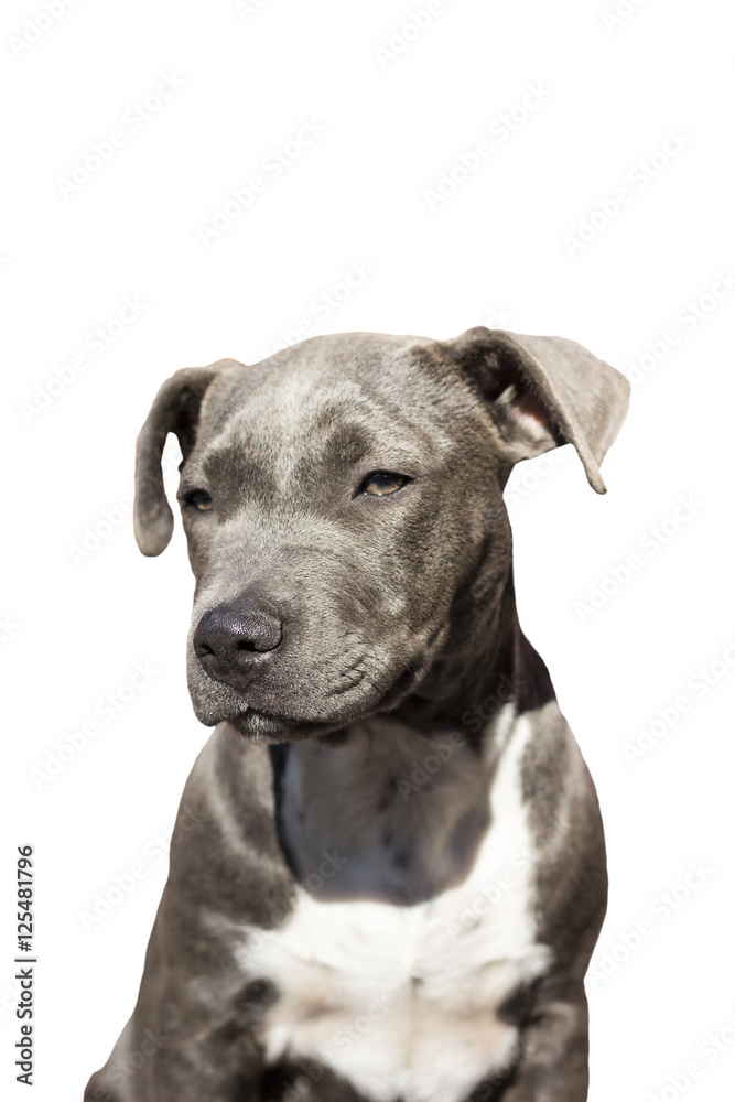 cute pit bull terrier puppy sitting on a white background.dog eyes. cute pit bull terrier puppy sitting on a white background.dog eyes.