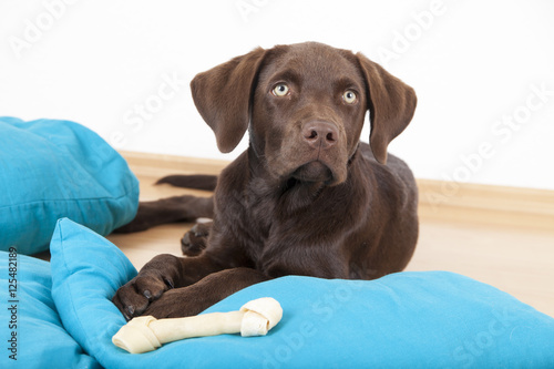 brown sweet labrador dog lying on pillows and eating a bone © Nicole Lienemann