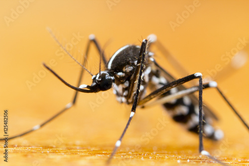 Asian Tiger Mosquito (Aedes albopictus)