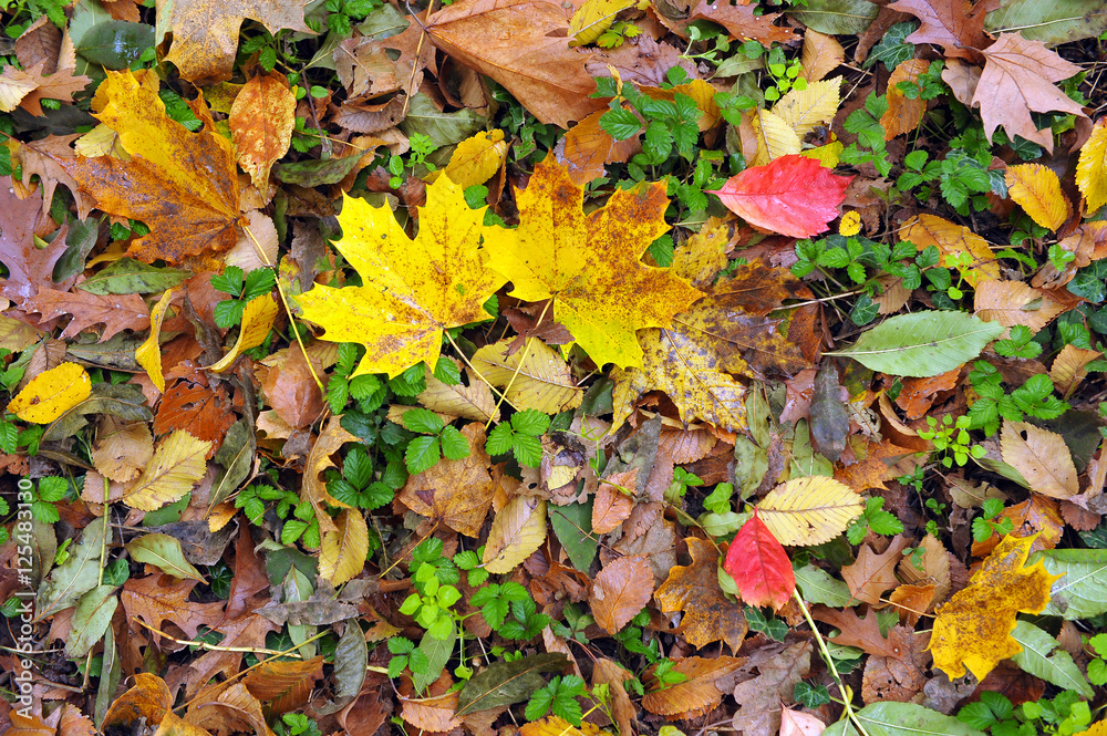 Tappeto di foglie - Autunno Tappeto di foglie - Autunno