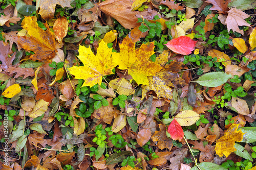 Tappeto di foglie - Autunno