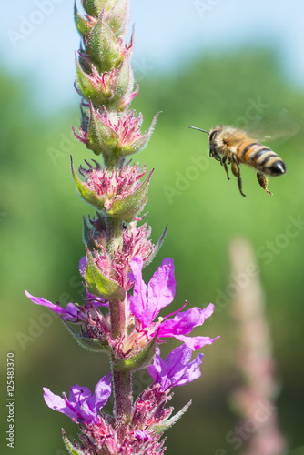 Biene im Anflug auf Blutweiderich