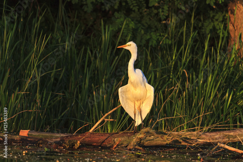 great white heron wings dry in the sun rising photo