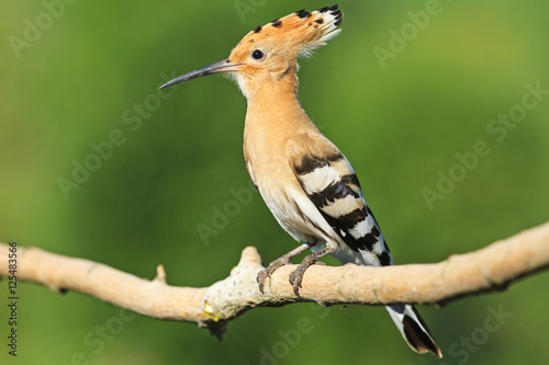 hoopoe sitting on a branch green background