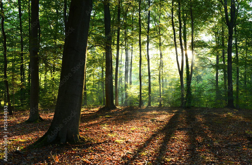 Fototapeta premium las