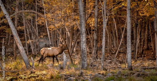 Wapiti making a mark in the woods.