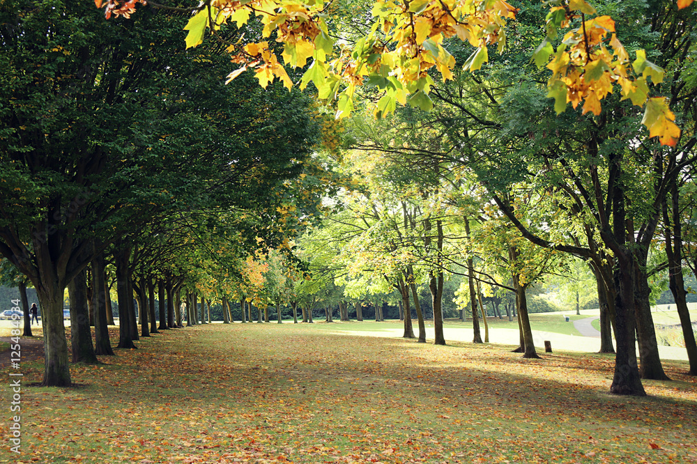 autumn autumn