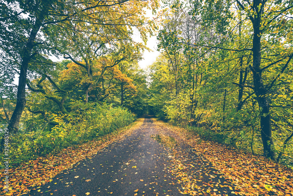 Forest road covered with autumn leaves Forest road covered with autumn leaves