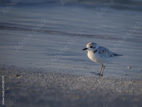 Snowy Plover at the beach in Florida, USA.