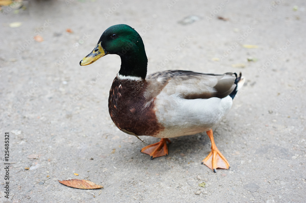 Beautifull colored duck walking on the zoo Beautifull colored duck walking on the zoo