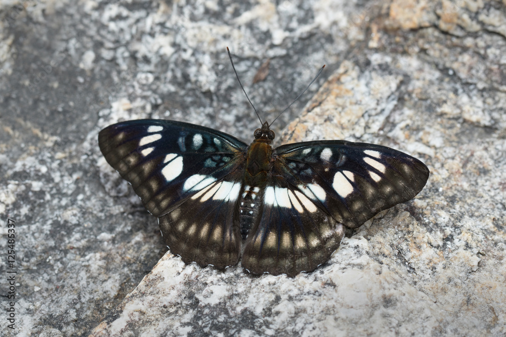 Fototapeta premium Butterfly in Thailand and Southeast Asia.