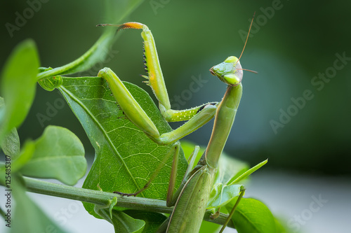 Macro image of male European Praying Mantis or Mantis Religiosa