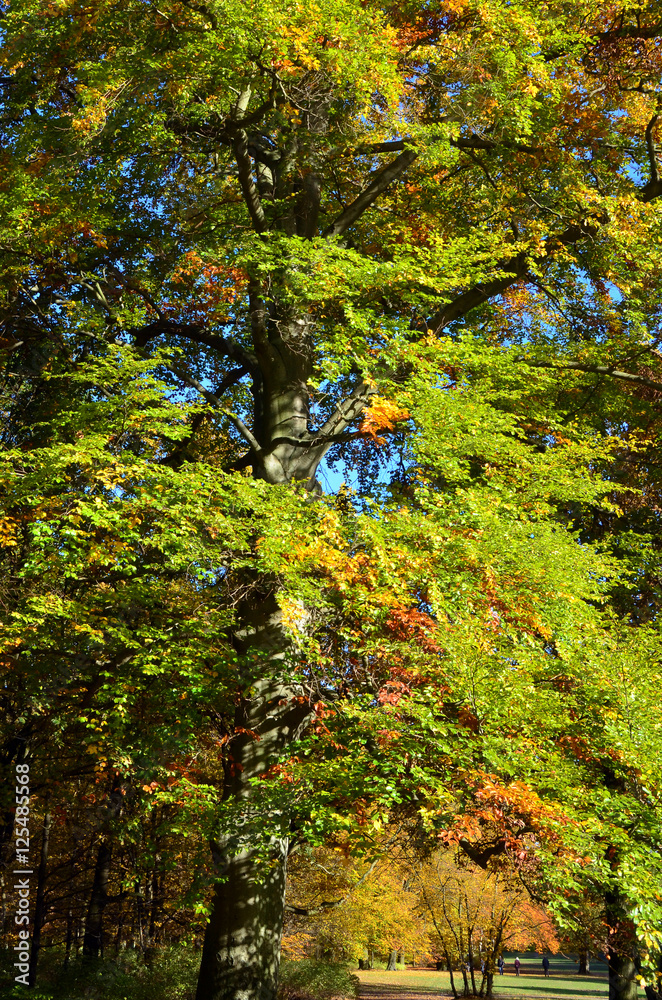 rotbuchen StockFoto Adobe Stock