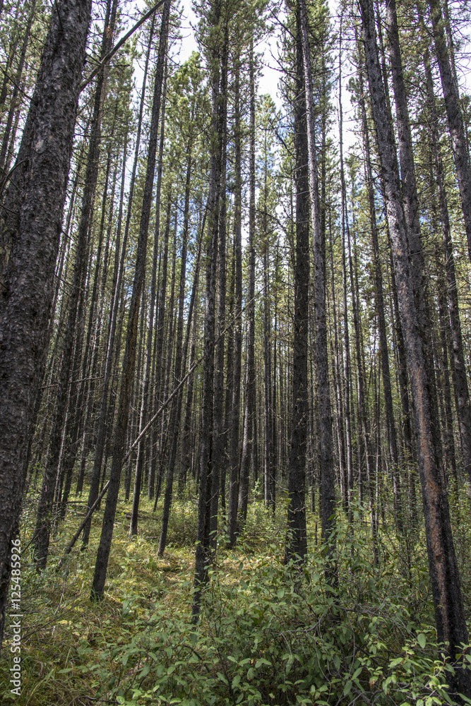 Obraz premium green thin and tall pine forest