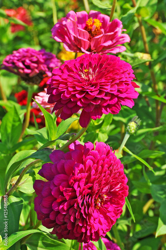Terry red zinnia