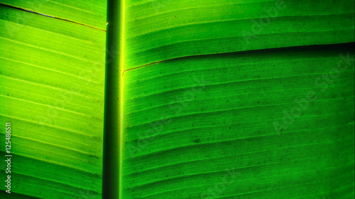 Banana leaf droop, Southeast Asia plant concept and wither texture idea