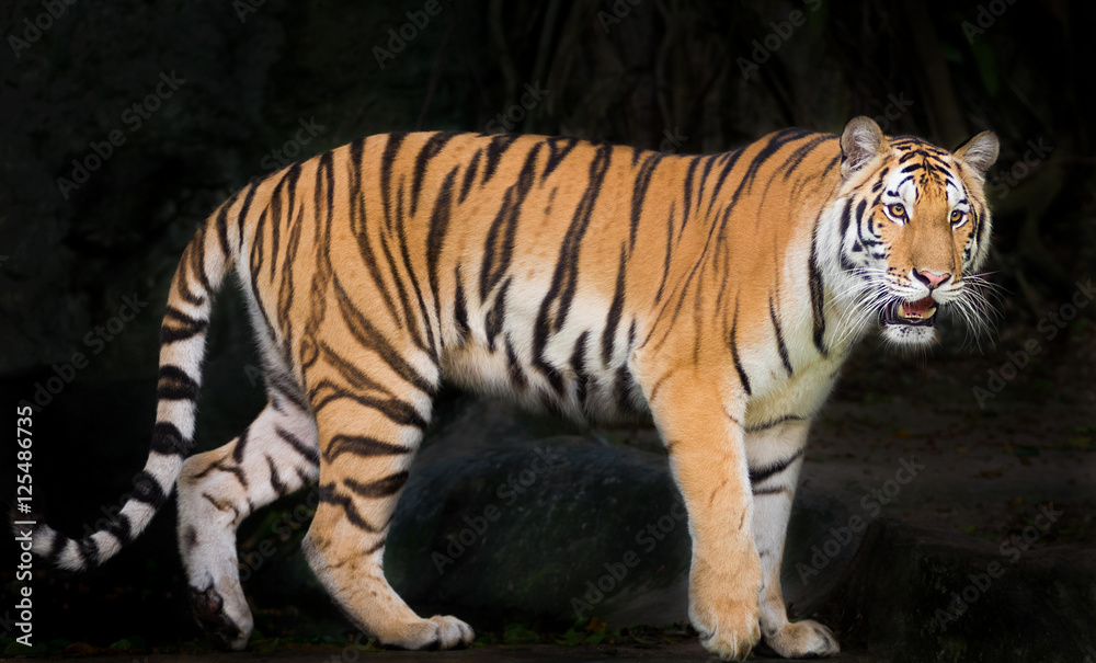Obraz premium Tiger
