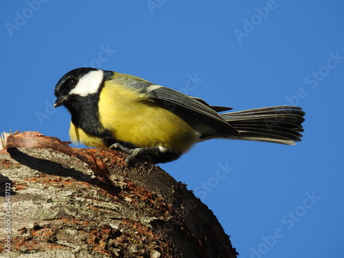 close-up of a great tit
