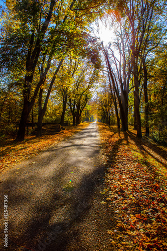 Herbstwald im Sonnenschein