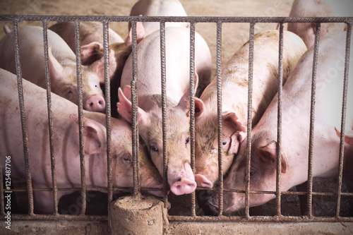 Lean hogs in a farm, closeup of photo