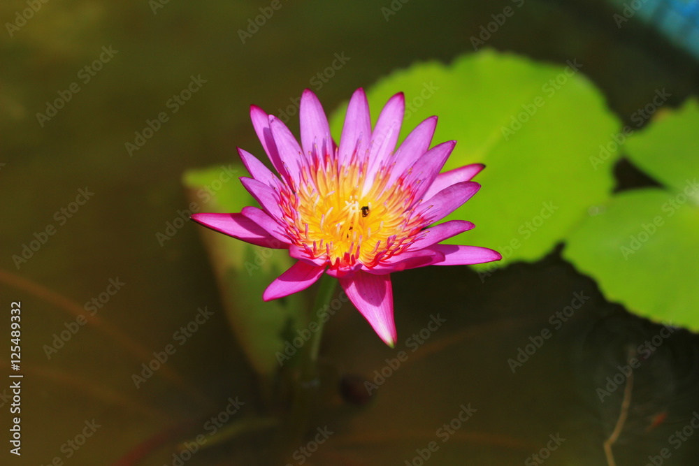 water lilly water lilly