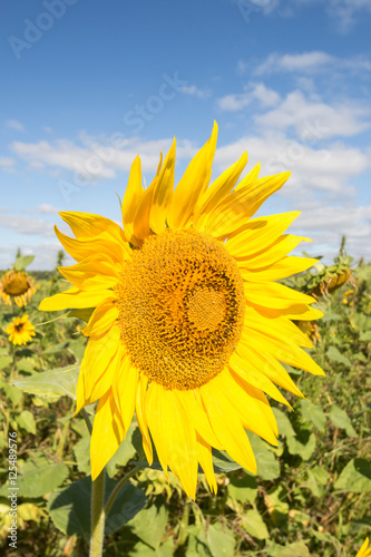 Yellow sunflowers on a background of green and sky