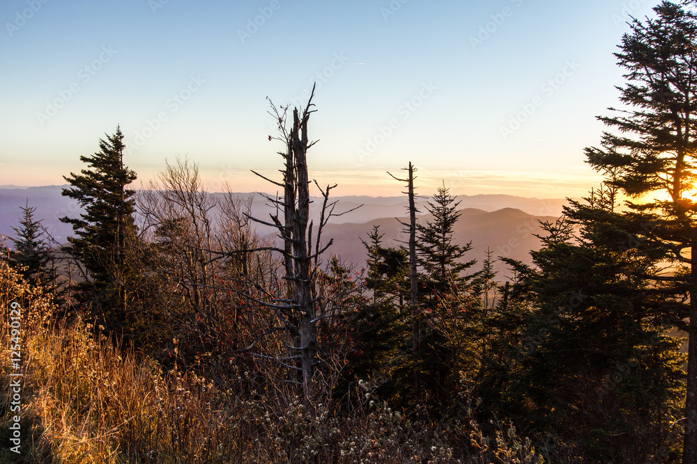 Φωτογραφία Death Of A Forest