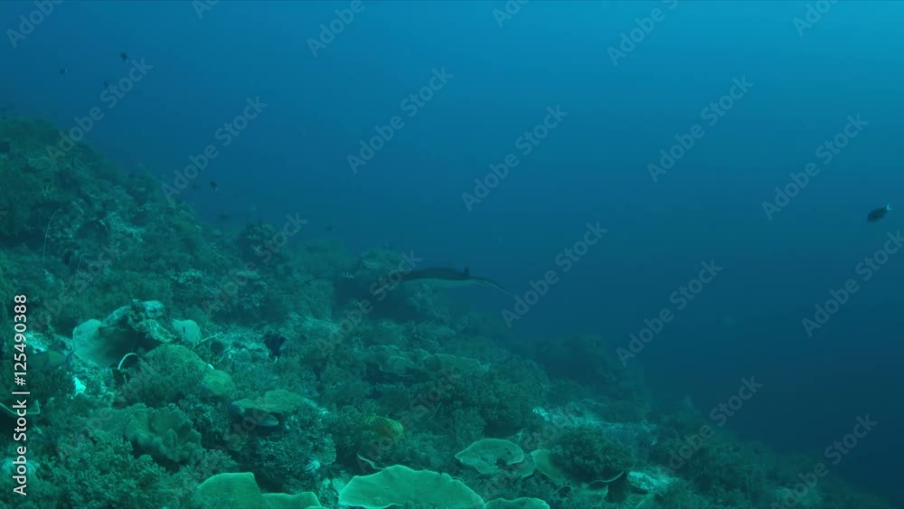 Manta ray swims on a coral reef. 4k footage Manta ray swims on a coral reef. 4k footage