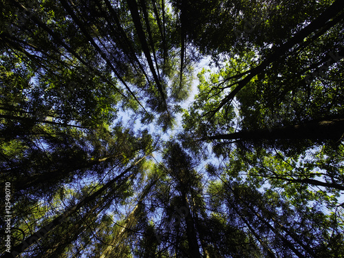 Fototapeta Naklejka Na Ścianę i Meble -  Baumkronen in einem Mischwald