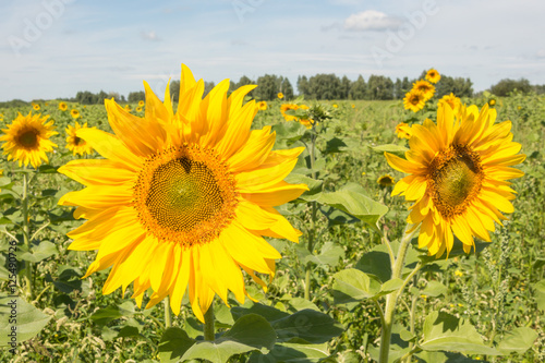 Beautiful field landscape with beautiful sunflower seed plant over cloudy blue sky