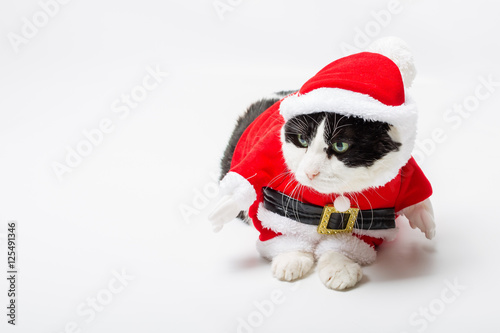 funny cat with Santa Claus hat on studio white background and copy space. Christmas holiday concept for greeting card. © bennymarty