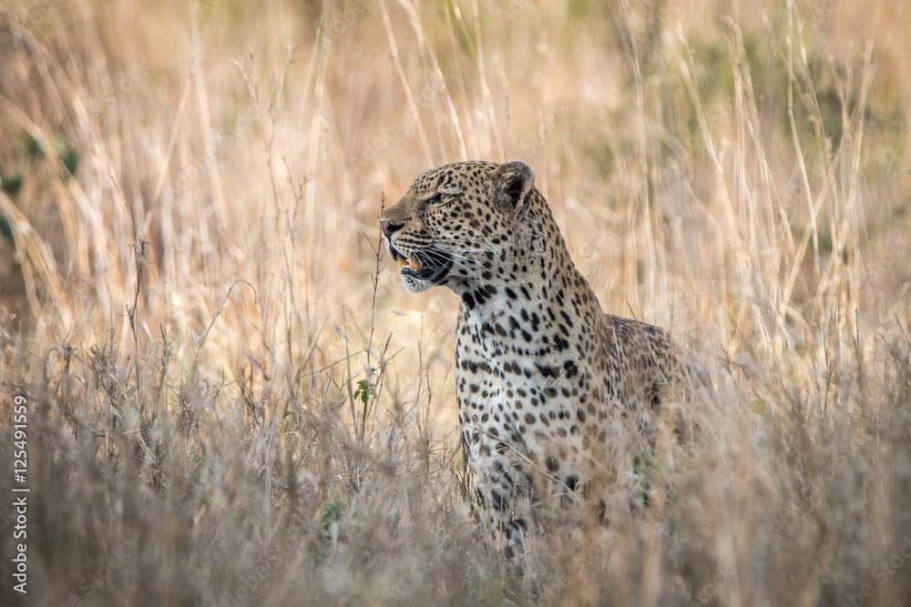 Naklejka premium A Leopard blending in in the high grass.