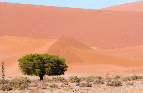 Namib im Tsauchab Tal  Namibia