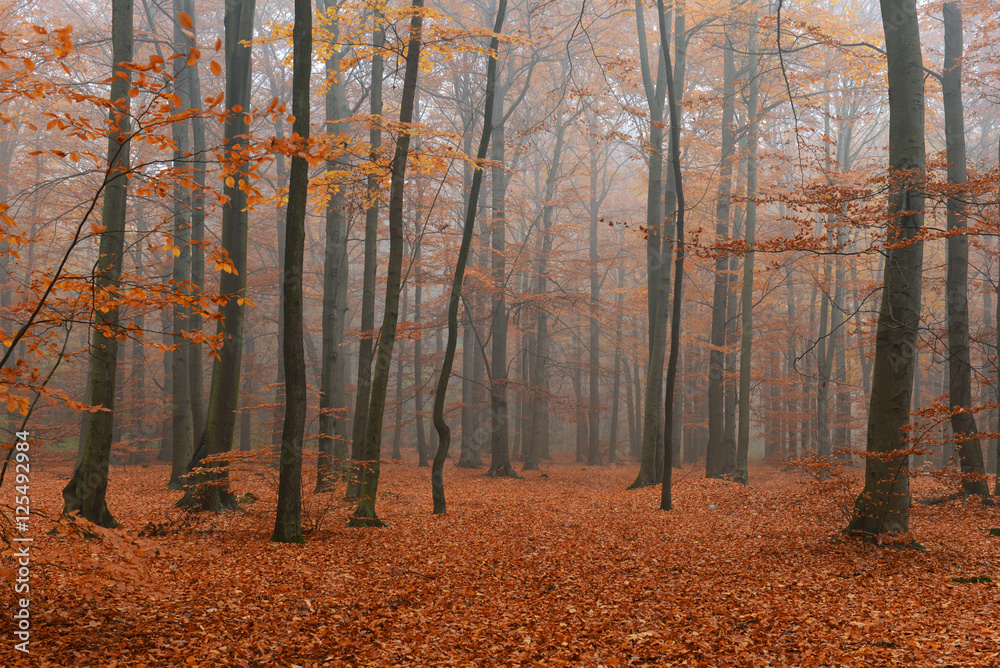 Obraz premium Autumn forest