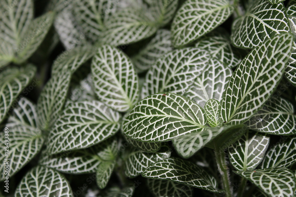 white and green leaf white and green leaf