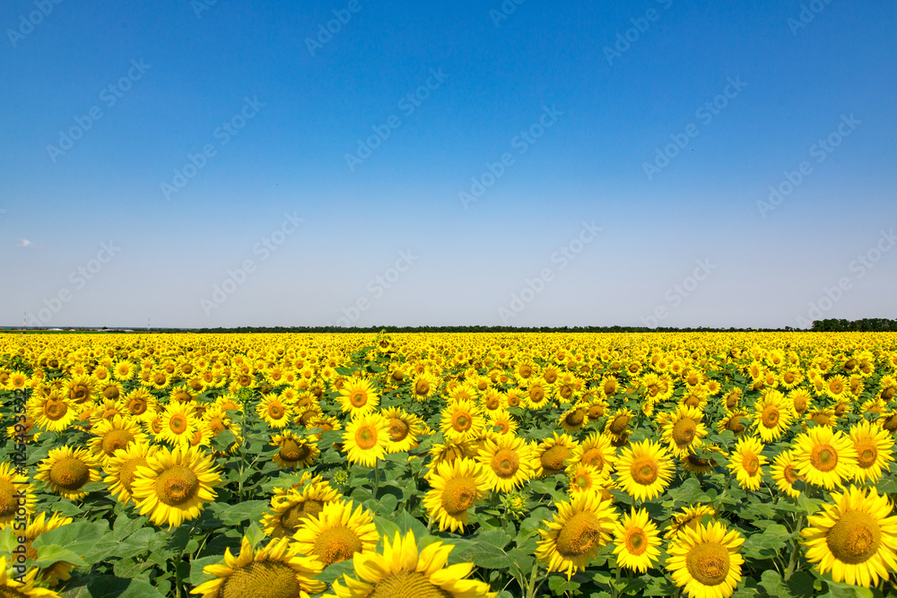 sunflowers sunflowers