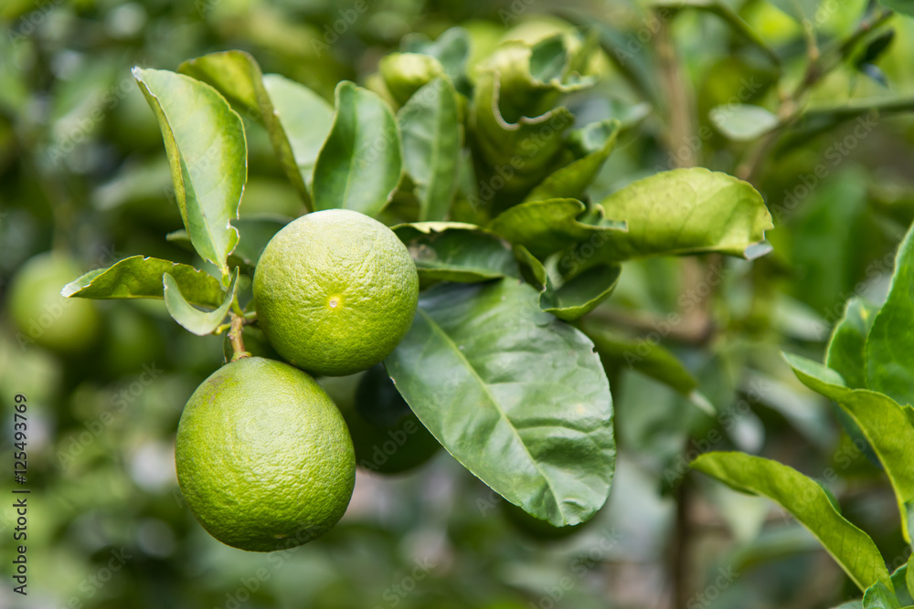 Lime green branches. Lime green branches.