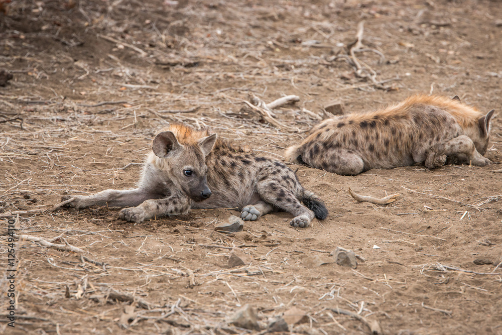 Obraz premium Young Spotted hyena laying on the ground.