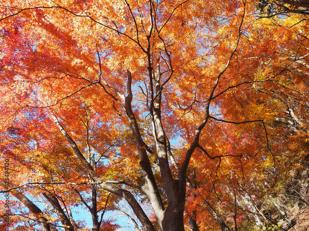 山の紅葉 山の紅葉