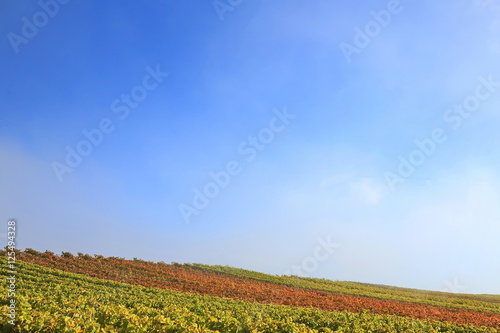 Nebel im Weinberg