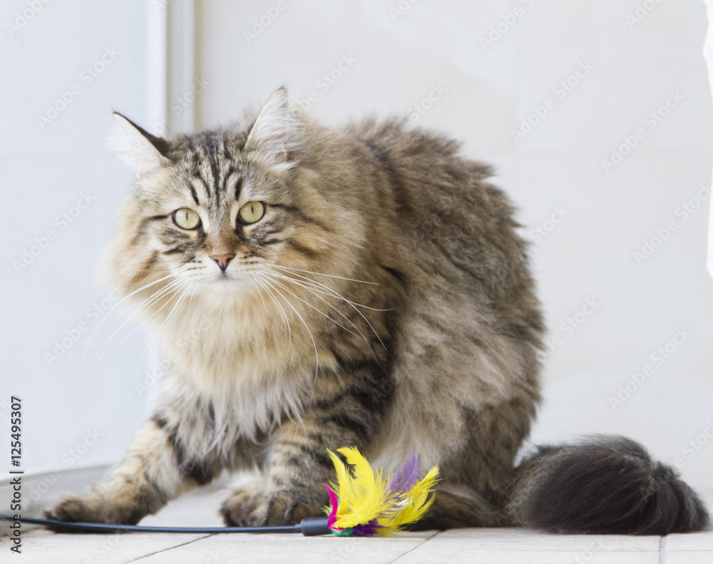 brown long haired cat with a toy