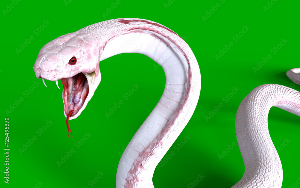 Naklejka premium 3d Albino king cobra snake isolated on green background, snake attack, king cobra