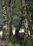 Young red deer in the forest
