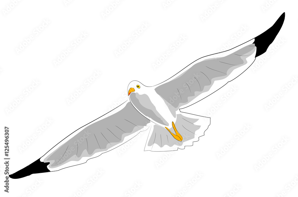 fliegende moewe Stock Illustration | Adobe Stock