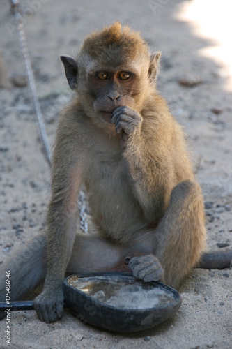 Affe mit Rollerspiegel