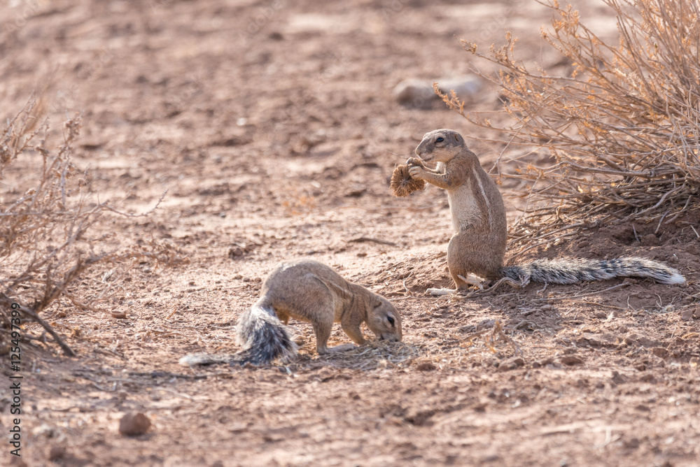 Erdhörnchen, Namibia Erdhörnchen, Namibia